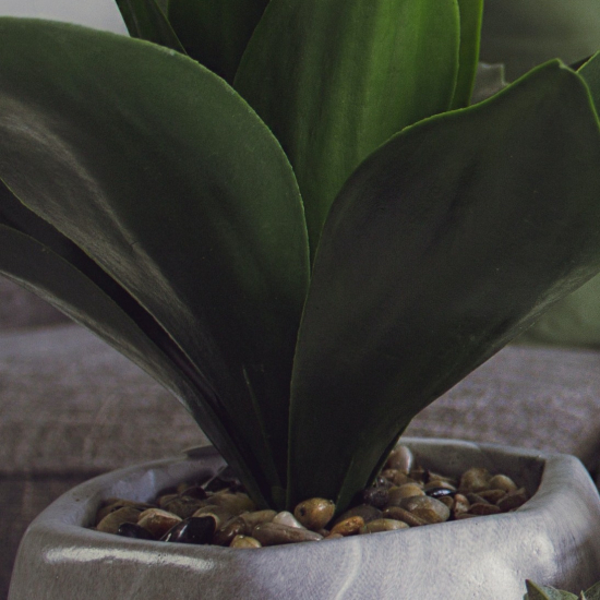 Dhoti not for sale001