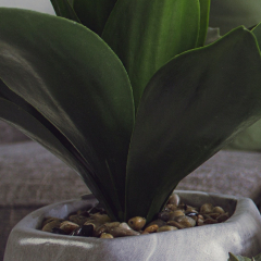 Dhoti not for sale001