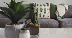 Dhoti not for sale123